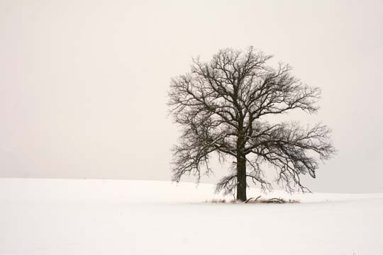 mi_The tree in the field of snow