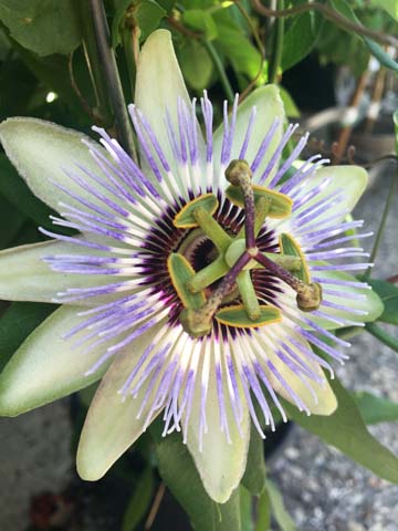 wh_passion flower 117