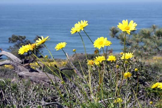 ca_sunflowers_along_the_pacific.