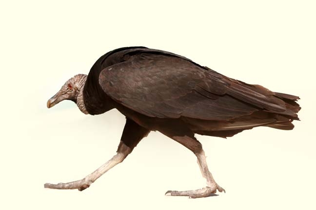 strolling vulture_