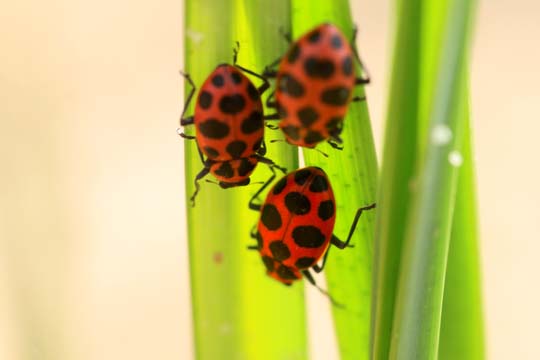 3_in_Ladybugs_0052