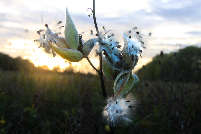 milkweed at sunset_111