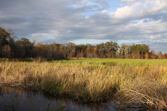sc_Fall in the low country_137