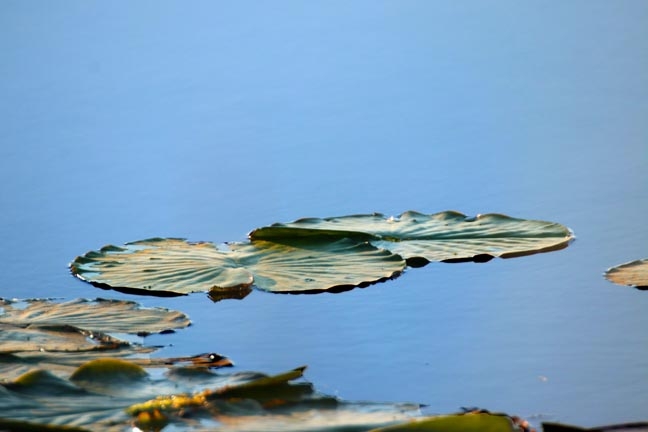 gr_floating lilies_089