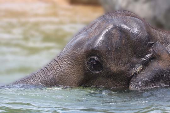 3_el_Swimming Elephant_2204