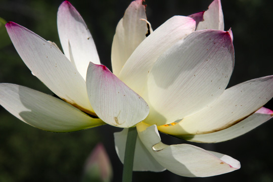 pin_lotus lily_040