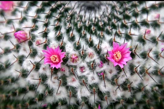 pin_cactus.