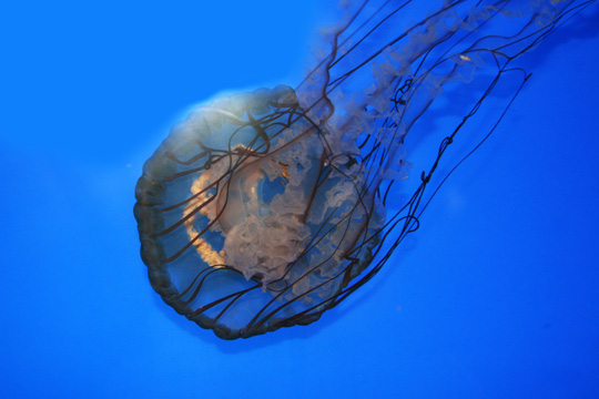 3_fi_Jellyfish0167