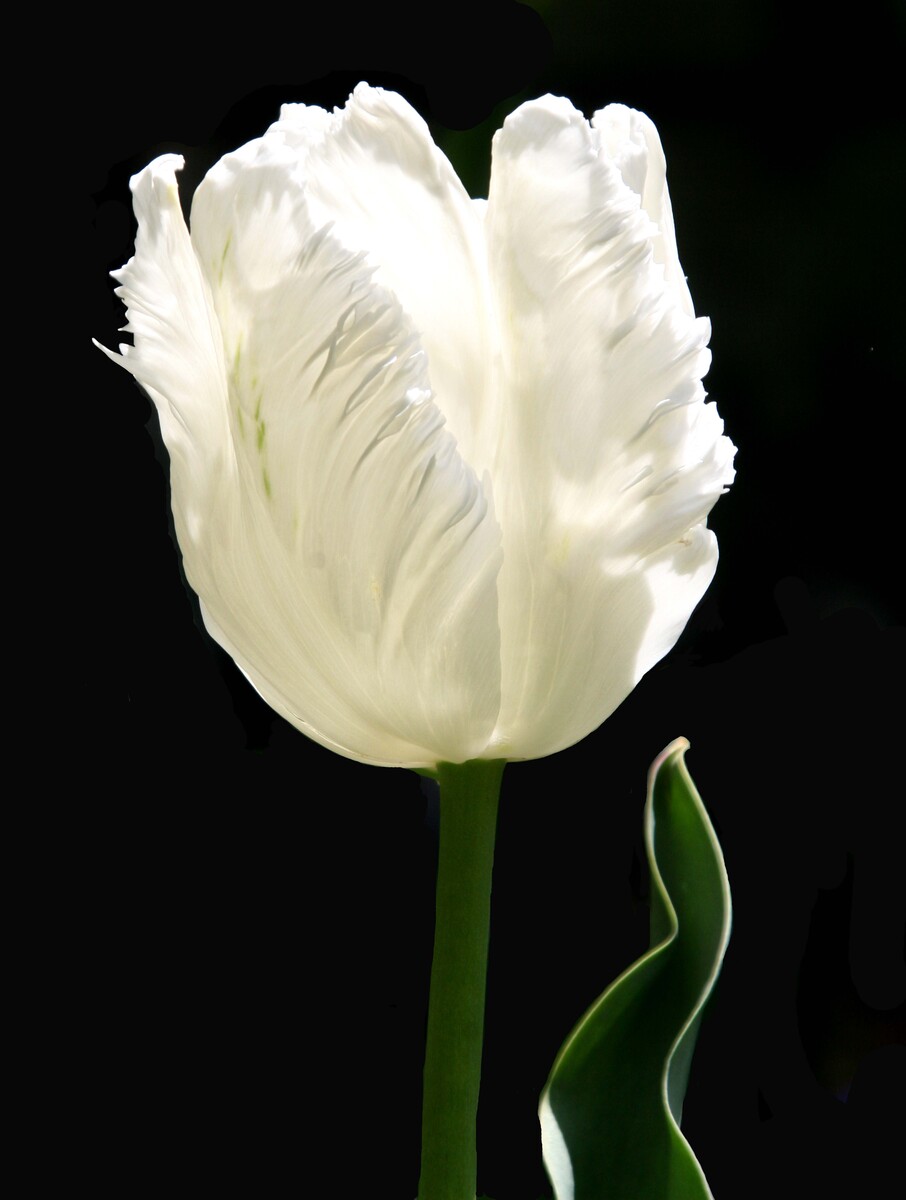 white parot tulip
