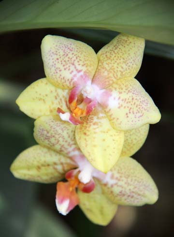 ye_pale yellow orchid_067