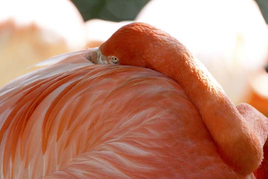 3_bi_Napping Flamingo_2284