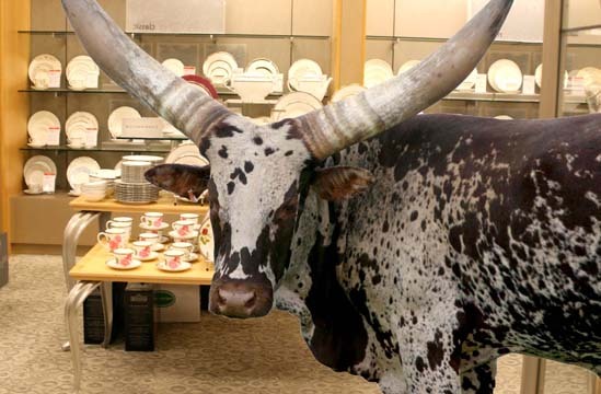 Bull in a china shop