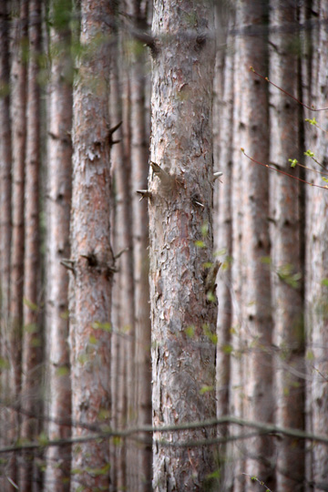 mi_pine forest_089