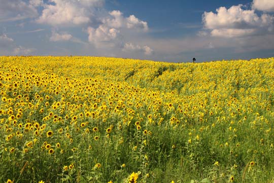 mi_Sunflower field_0007