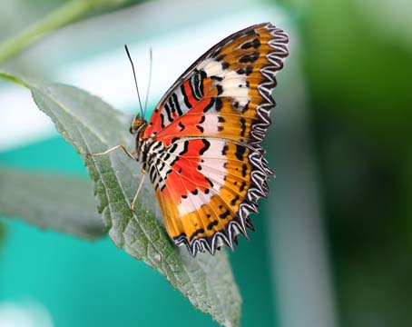 or_Orange butterfly