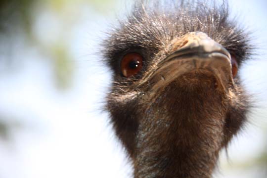 birds eye view of an emu_