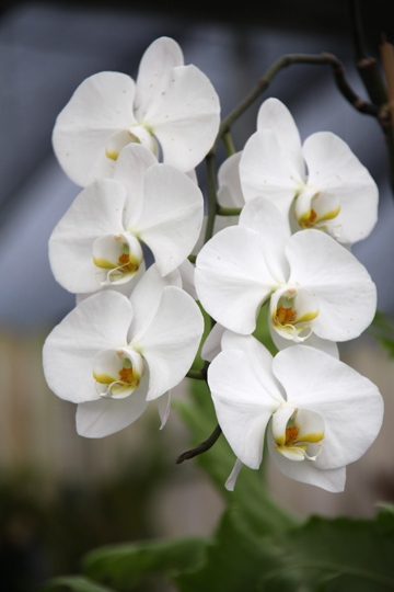 wh_orchids_199
