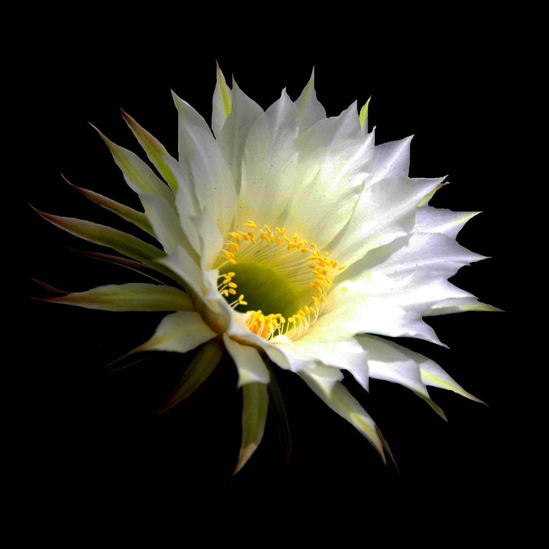 cactus flower illuminated