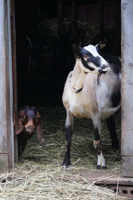 two goats_083