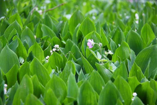 gr_Lilies of the Valley_5821