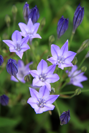 plants blue purple gallery