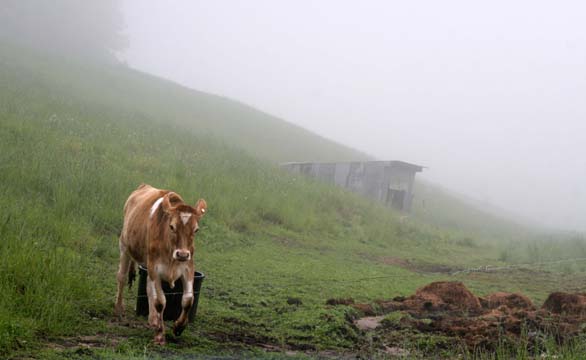 cw_how now in the fog brown cow