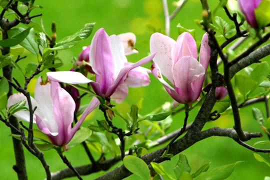 pin_magnolia.