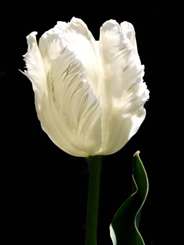 wh_ white tulip