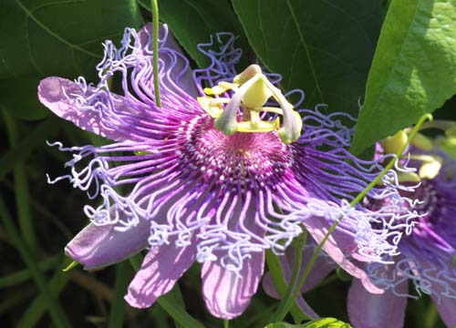 plant gallery_blue-Purple