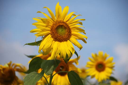 ye_Sunflower_0269