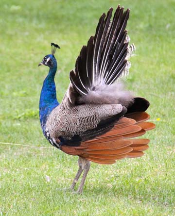 bi_jr.peacock
