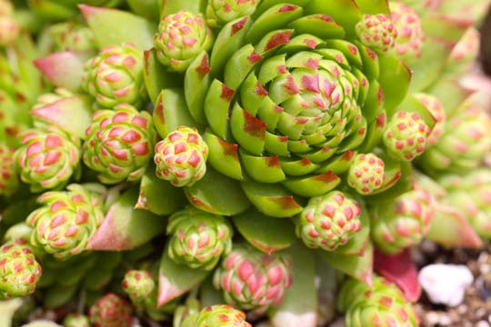 gr_Hens and chicks 176