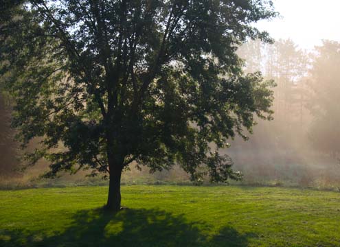 mi_Backyard fog_0001