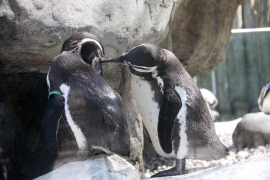 penguin love_