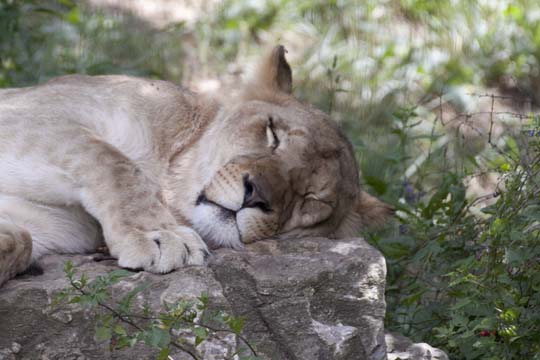3_ca_Sleeping Lioness_2251