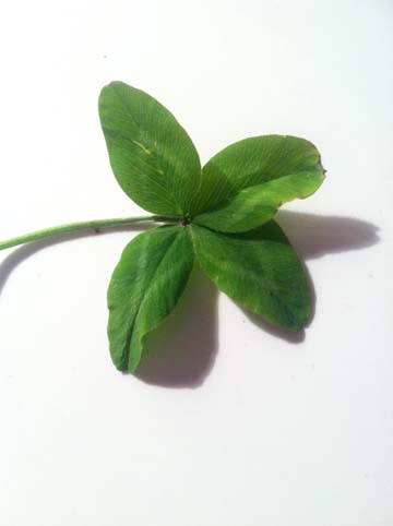 gr_4 leaf clover no.15_ 002
