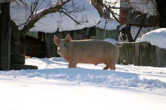 pi_Pig (in the snow)6660