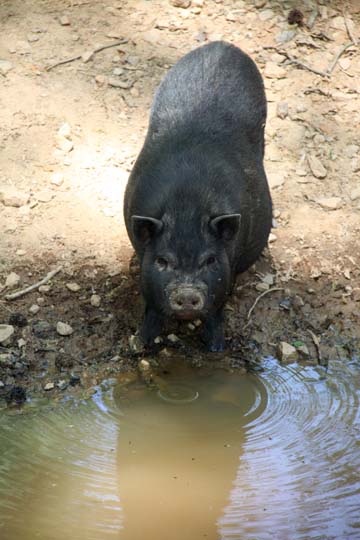 pi_lead a pig to water_ 151