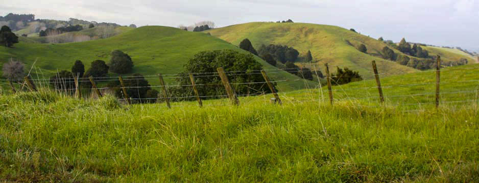 Auckland sheepfield