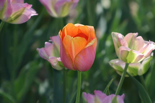or_The single orange tulip