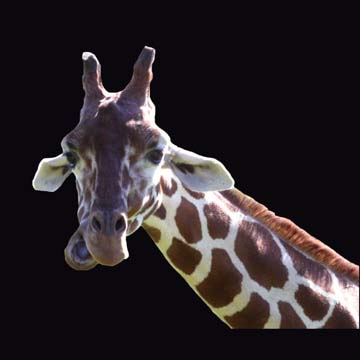3_gr_giraffe_III_