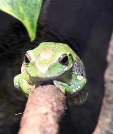 3_fr_Green Frog_ 135