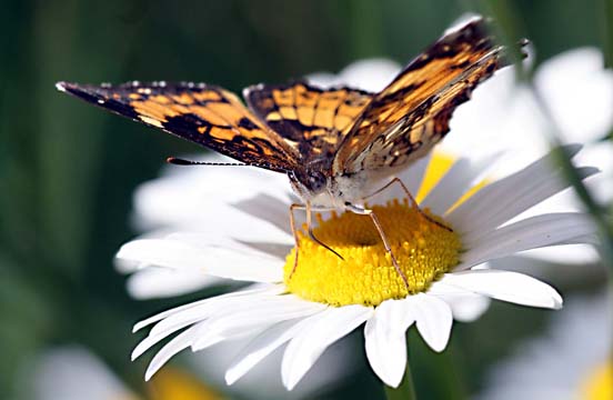 3_in_butterflyand daisy