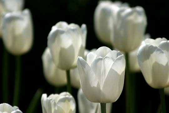 wh_white tulips I