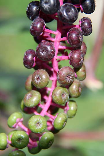 bpu_purple and green fruit_0090