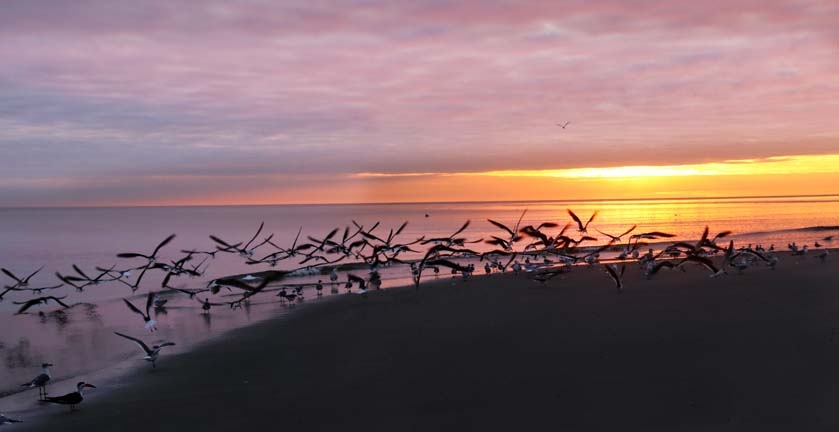 seagulls taking off