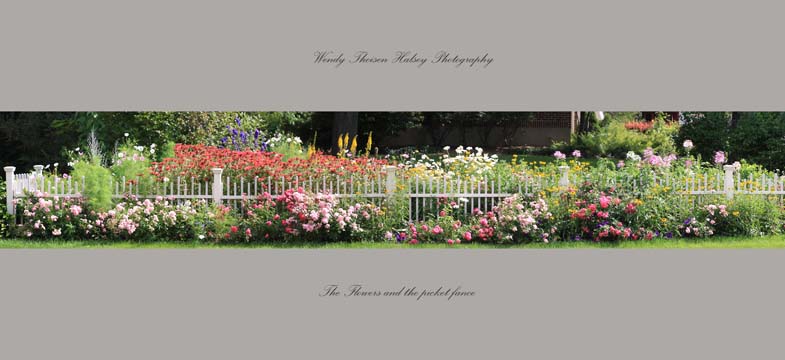 mi_The flowers and the picket fence2