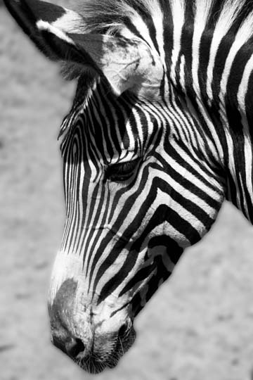 3_ze_Black and White Zebra_1250