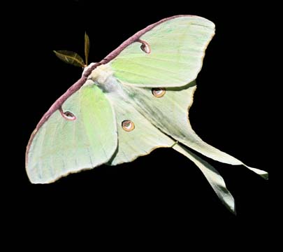 3_in_moth_Luna Moth