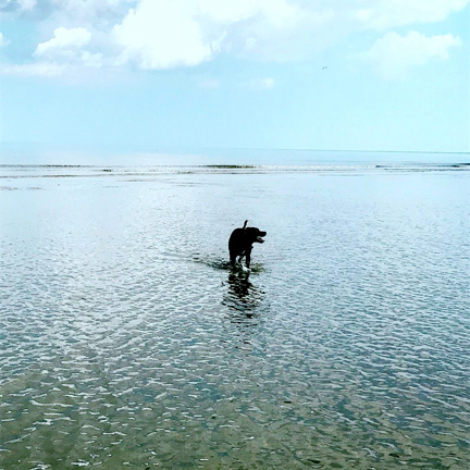 sc_lone dog on an empty beach_1099